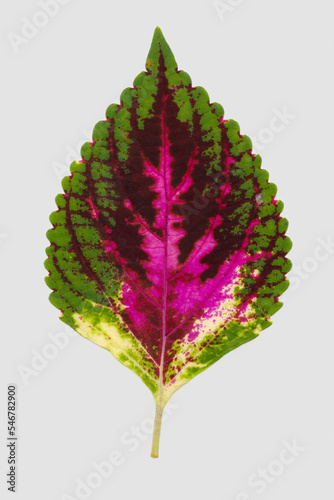 Close-up of pink striped coleus leaf. photo