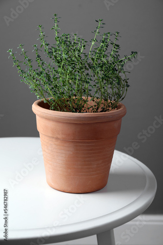 Aromatic green potted thyme on white table against grey wall