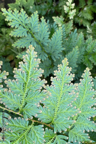 Closeup on rare type of exotic Selaginella fern in deep jungle show depth of field in photography for natural and botanical background use.