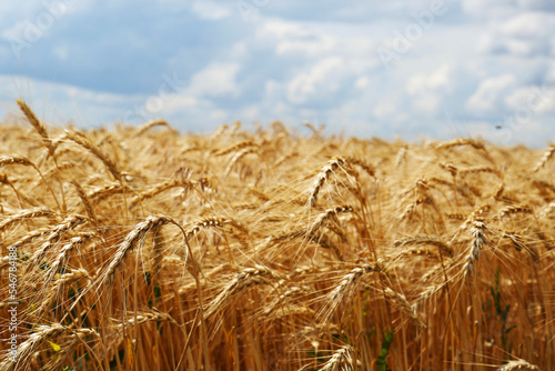 Ripe wheat spikes in agricultural field  closeup