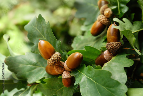 Oak branch with acorns and leaves outdoors, closeup