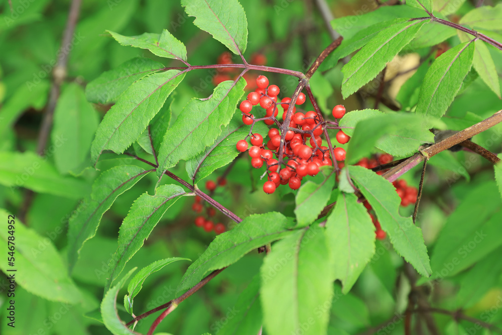 Beautiful guelder rose shrub outdoors at summer, closeup Beautiful guelder rose shrub outdoors at summer, closeup