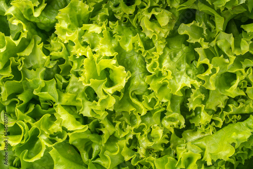 Close up Green curly Lettuce leaves, fresh frilled lettuce Vegetable for Healthy salad.