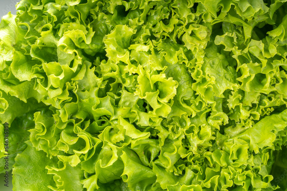 Close up Green curly Lettuce leaves, fresh frilled lettuce Vegetable for Healthy salad.
