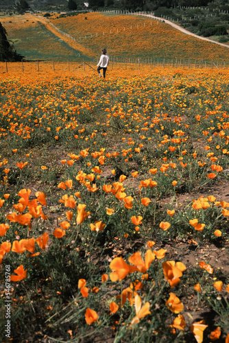 woman with her back to the camera in a field of orange flowers photo