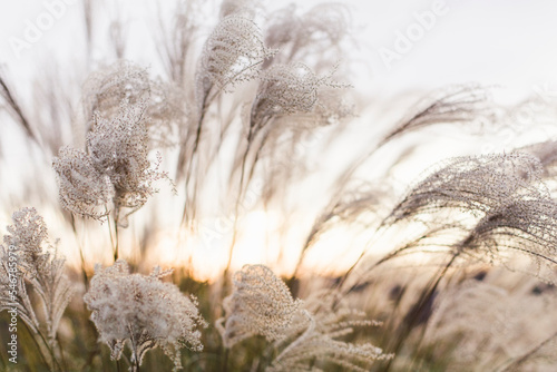 Beautiful golden sunlight shines through soft waying tall dry grasses photo
