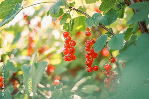red currant  photo