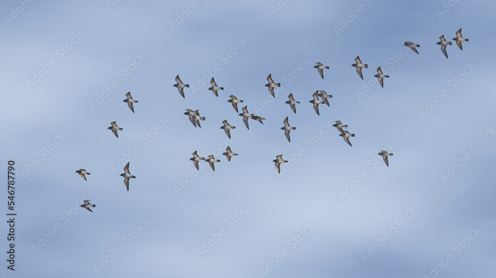 flock of birds in flight