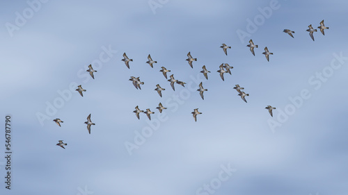flock of birds in flight