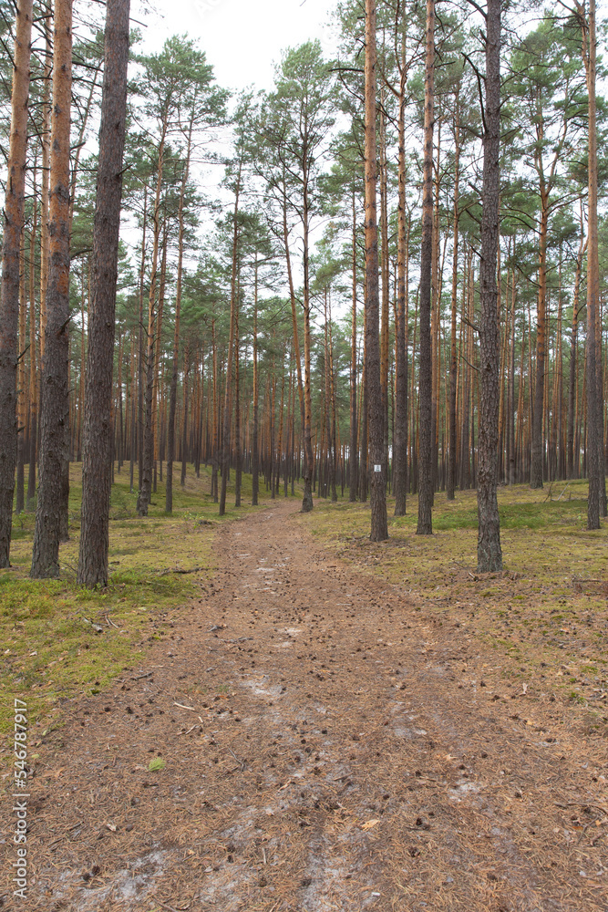 Roztocze, lubelskie, rezerwat Jęzior, park krajobrazowy, rezerwat, las sosnowy Roztocze, lubelskie, rezerwat Jęzior, park krajobrazowy, rezerwat, las sosnowy