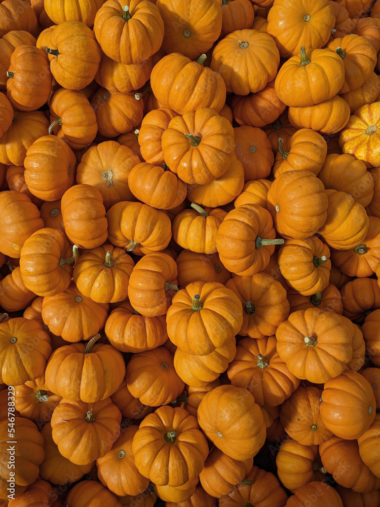 Bunch of mini pumpkins Bunch of mini pumpkins