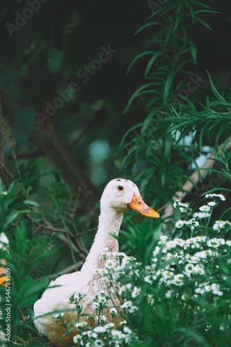 White duck standing on grasslad photo