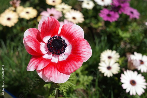 Fototapeta Naklejka Na Ścianę i Meble -  A single anemone flower is in full bloom