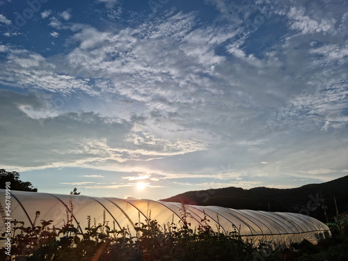  It is the sunset sky and the green house.