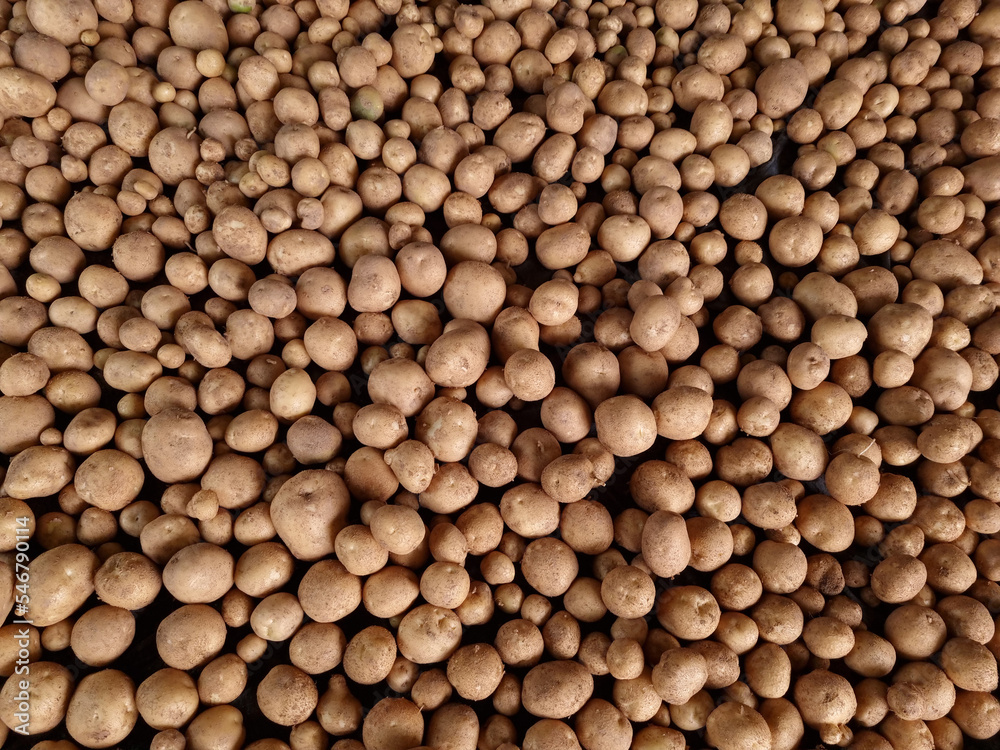 Fresh potatoes on the farm. Fresh potatoes on the farm.