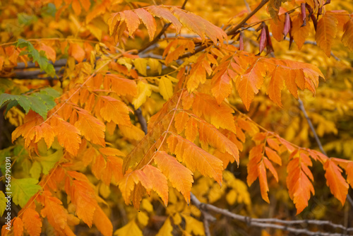 Tree branches with beautiful leaves on autumn day, closeup