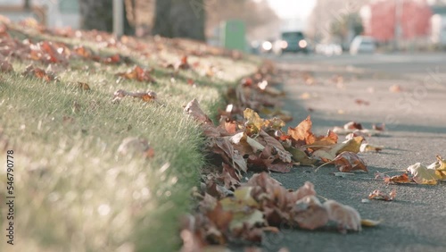 Autumn stock footage video capturing light, colors, and motion. photo