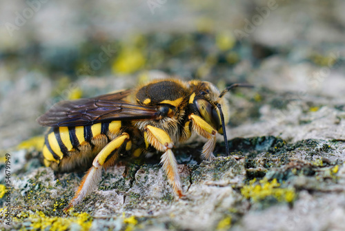 Fotografia Closeup on a Mediterranean Florentine woolcarder bee, Anthidium florentinum