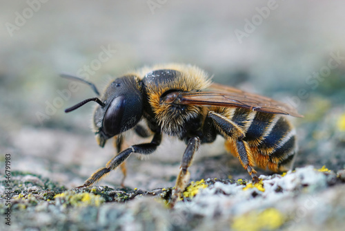 Closeup on a Mediterranean golden haired mason bee, Osmia aurulenta © Henk