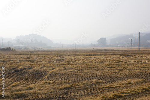 paddy field after harvest. A view of the foggy countryside. © binimin