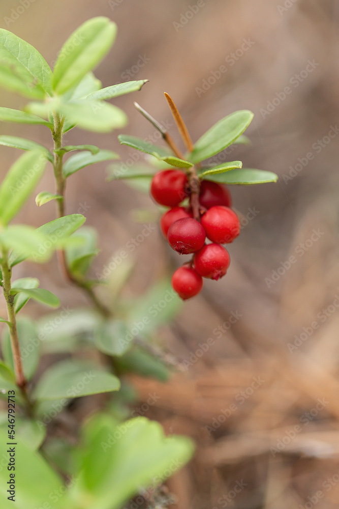 Borówka brusznica ( Vaccinium vitis-idaea ), świeże, zdrowe, naturalne owoce, witaminy, dieta, antocyjany, Roztocze Borówka brusznica ( Vaccinium vitis-idaea ), świeże, zdrowe, naturalne owoce, witaminy, dieta, antocyjany, Roztocze