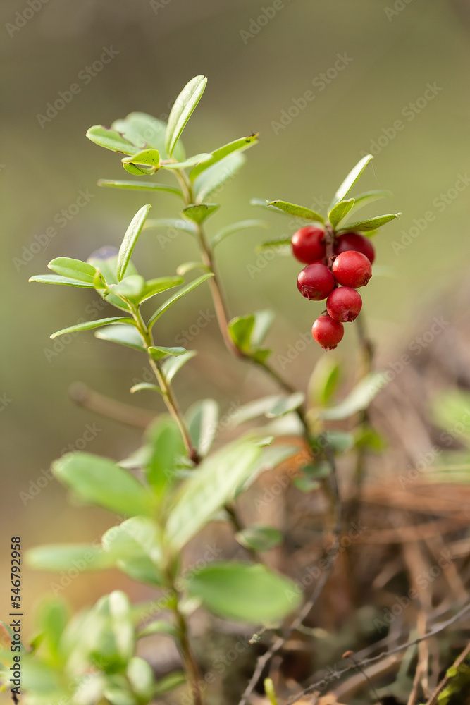 Obraz premium Borówka brusznica ( Vaccinium vitis-idaea ), świeże, zdrowe, naturalne owoce, witaminy, dieta, antocyjany, Roztocze,