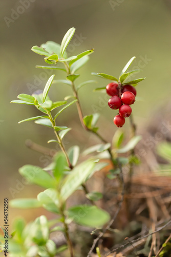 Borówka brusznica ( Vaccinium vitis-idaea ), świeże, zdrowe, naturalne owoce, witaminy, dieta, antocyjany, Roztocze,