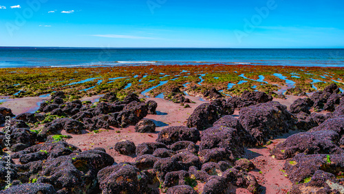 Beautiful and colorful Atlantic coastline in peninsula Valdes with sandstone cliffs at low tide with red alga, seashells and rocks, Patagonia, Argentina, summer