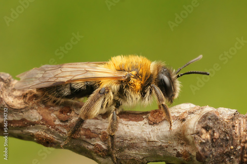 Closeup on a female grey gastered mining bee, Andrena tibialis sitting on wood