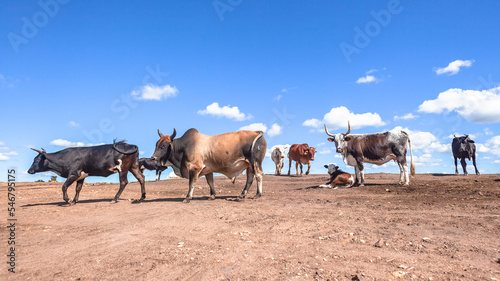 Farm Cattle Animal Herd On Bare Earth Grass Fields Gone Due To Construction and Industrial Expansion into Countryside.