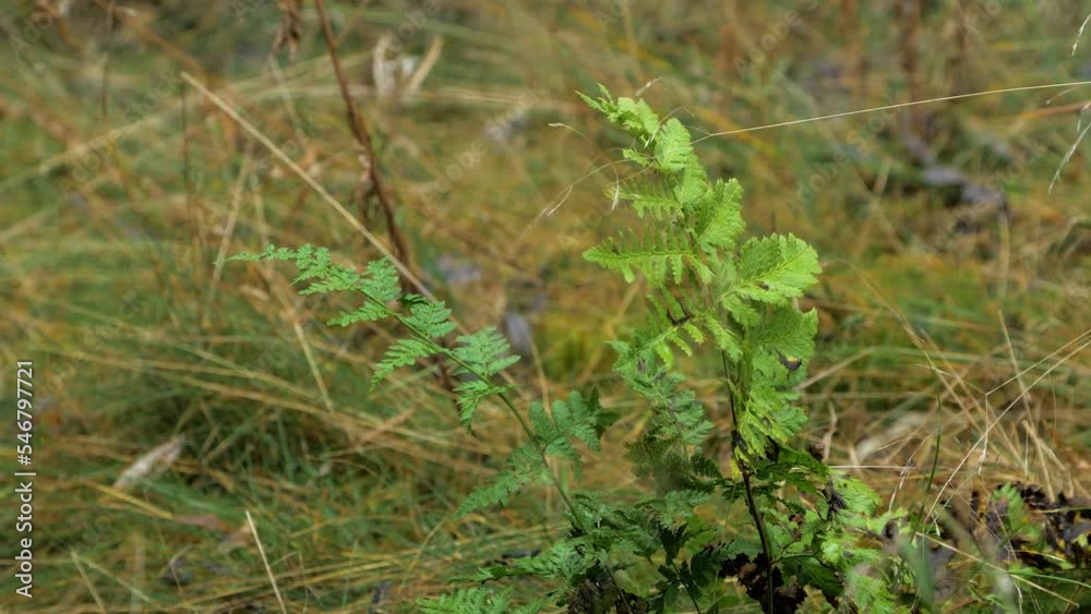 Green fern leaves swaying in wind, pine tree forest in autumn, autumn season concept, shallow depth of field, mystical forest background, medium closeup shot Green fern leaves swaying in wind, pine tree forest in autumn, autumn season concept, shallow depth of field, mystical forest background, medium closeup shot
