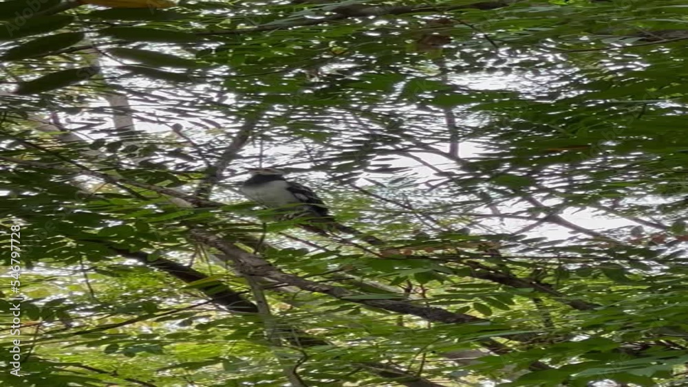 Black-collared Starling bird is calling, singing to communicate on tree branch. Nature and wildlife concept. Black-collared Starling bird is calling, singing to communicate on tree branch. Nature and wildlife concept.