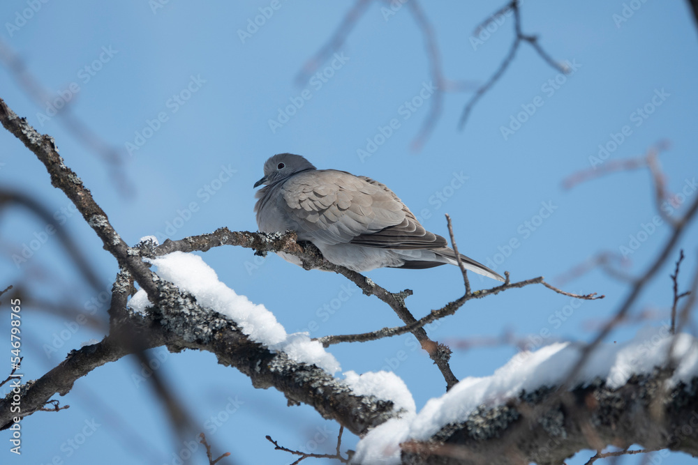dove sitting on a tree branch in winter frosty day
