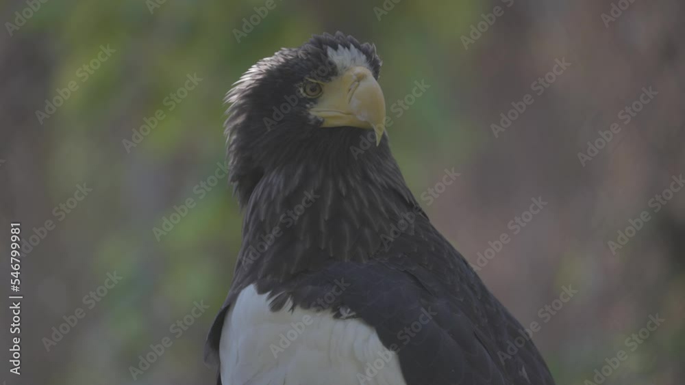 Steller's sea eagle (Haliaeetus pelagicus). Wildlife animal. detail portrait of rare bird. Close-up portrait of beautiful proud bird. 4K slow motion 120 fps video, ProRes 422, ungraded C-LOG 10 bit Steller's sea eagle (Haliaeetus pelagicus). Wildlife animal. detail portrait of rare bird. Close-up portrait of beautiful proud bird. 4K slow motion 120 fps video, ProRes 422, ungraded C-LOG 10 bit