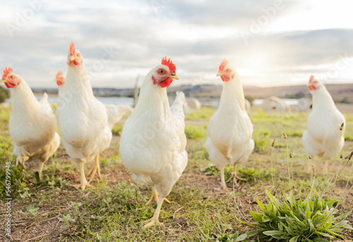 Agriculture, sustainability and food with chicken on farm for organic, poultry and livestock farming Fototapet