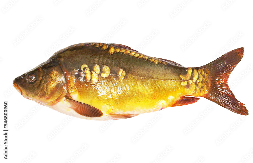 Mirrors Carp fish isolated on white background Mirrors Carp fish isolated on white background