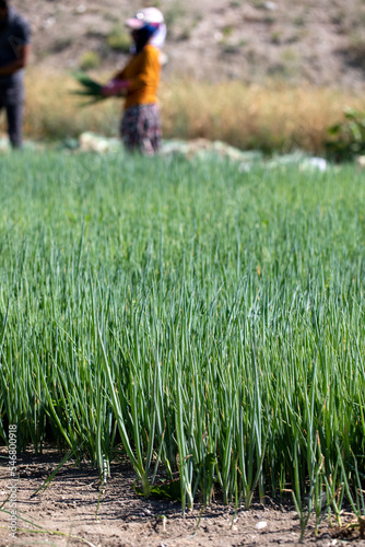 working on scallion plantation, harvesting organic vegetables	