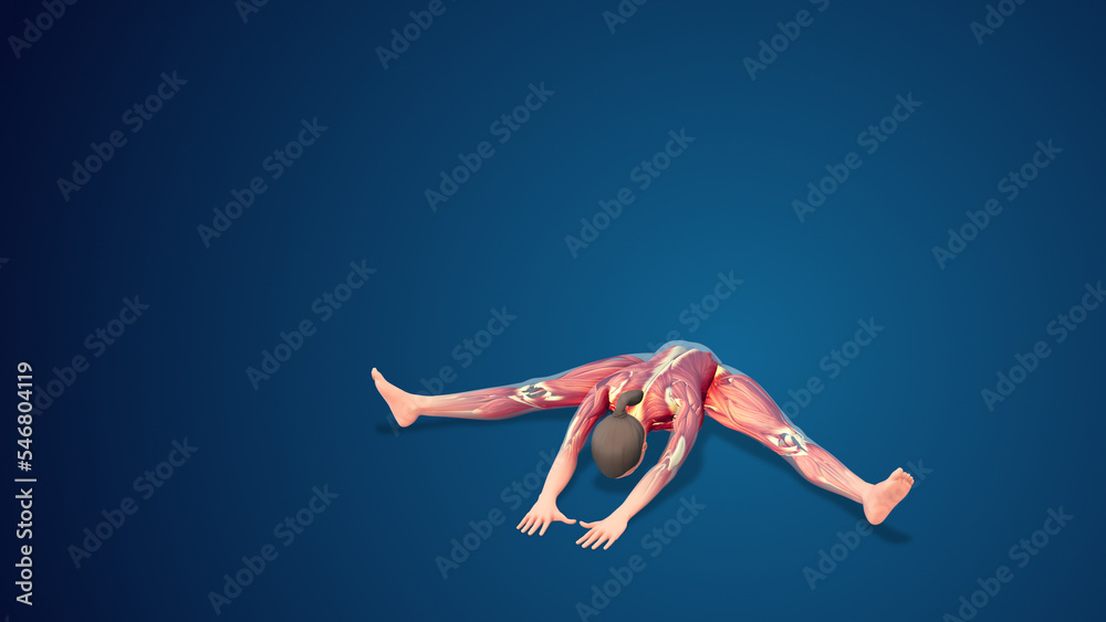 Naklejka premium 3D human Upavistha Konasana Or Seated Wide-Angle yoga pose on blue background