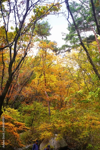 Fototapeta Naklejka Na Ścianę i Meble -  도봉산 단풍 autumn in the mountains 