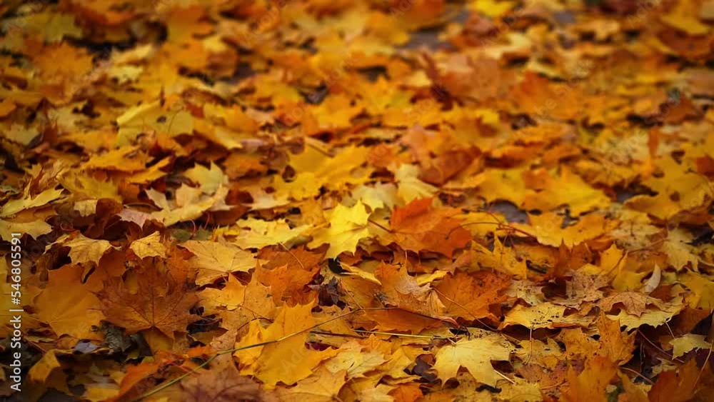 Autumn picture yellow beautiful dry maple leaves lie on the ground. Colorful autumn maple leaves. Background of Yellow Fallen Leaves. Ground Covered with Orange leafs. Autumn Palette. Autumn picture yellow beautiful dry maple leaves lie on the ground. Colorful autumn maple leaves. Background of Yellow Fallen Leaves. Ground Covered with Orange leafs. Autumn Palette.