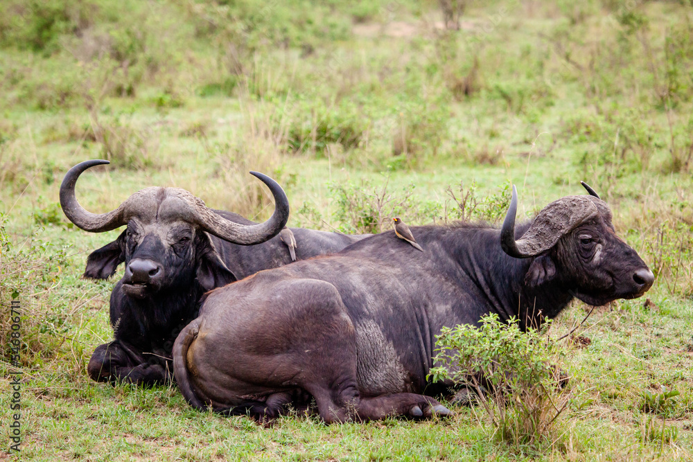 An African Buffalo staring across the Masai Mara in Kenya	