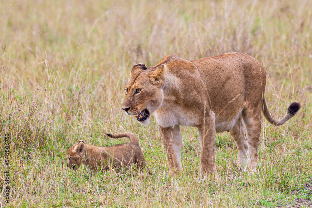 Lions cubs playing under the protection of their mother in the Masai Mara in Kenya Lions cubs playing under the protection of their mother in the Masai Mara in Kenya