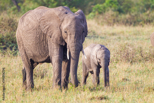 Elephant calves grazing in the protection of the heard on the open savannah of the Masai Mara, Kenya 