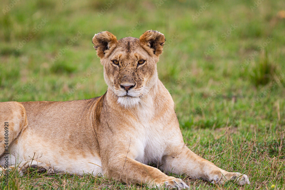 Young lioness on her own, calls out to the pride in the Masai Mara, Kenya Young lioness on her own, calls out to the pride in the Masai Mara, Kenya