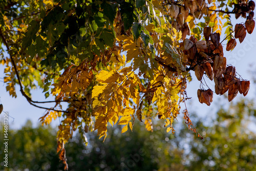 Beautiful golden leaves of plants in autumn