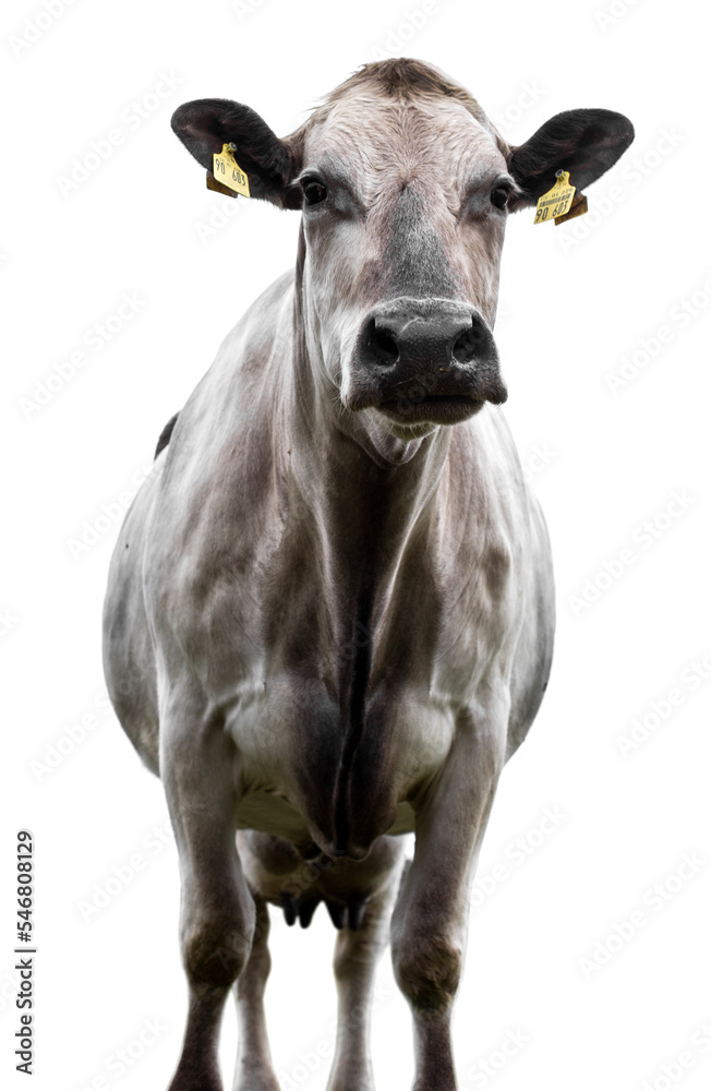 Cow on a white background!!!