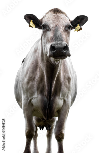 Cow on a white background!!!