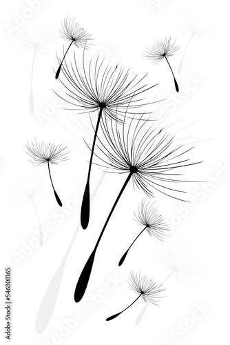 Vector illustration dandelion time. Black Dandelion seeds blowing in the wind. The wind inflates a dandelion isolated on white background.