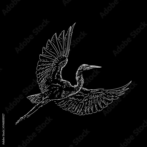 Egret hand drawing vector isolated on black background. photo