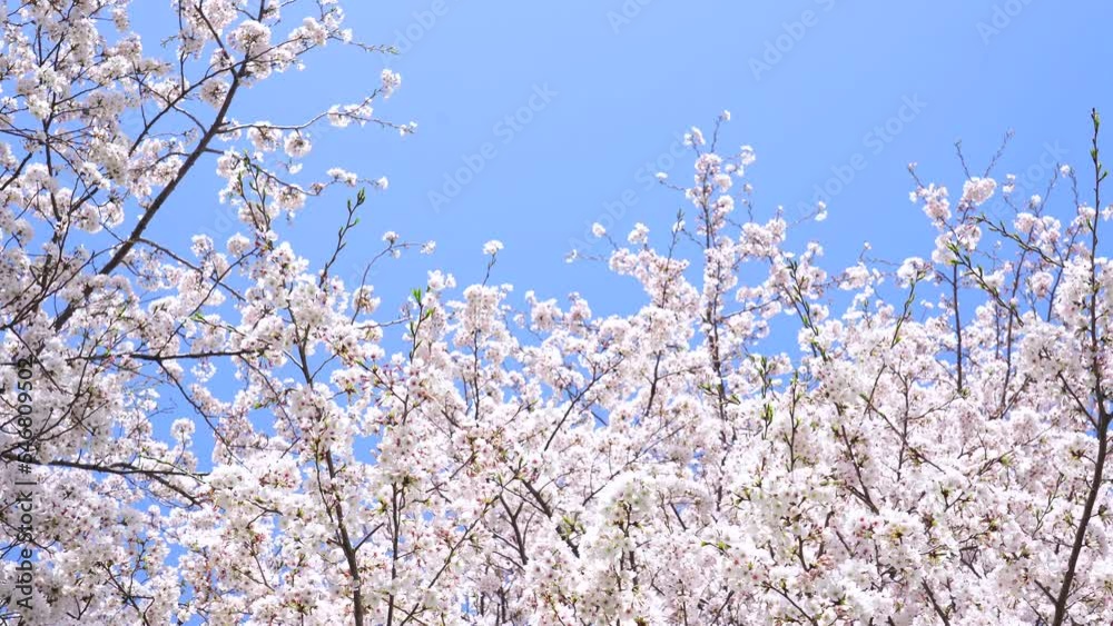 桜　ソメイヨシノ　青空背景